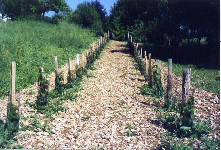 Vines